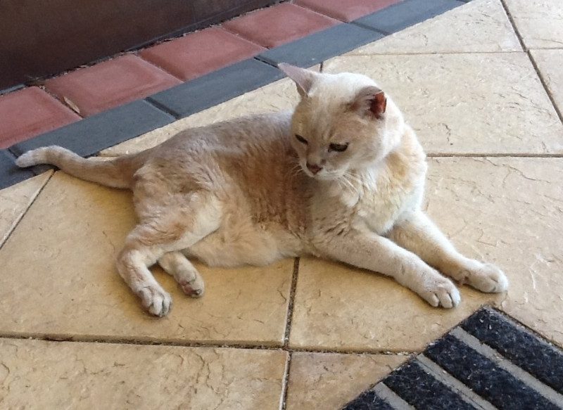 Busselton Vet Hospital senior pet cat named Bronte Busselton Vet Hospital