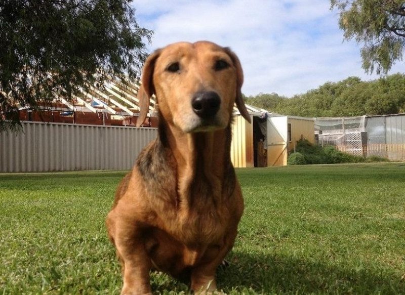 Busselton Vet Hospital senior pet dog named Ben Caine Busselton Vet Hospital