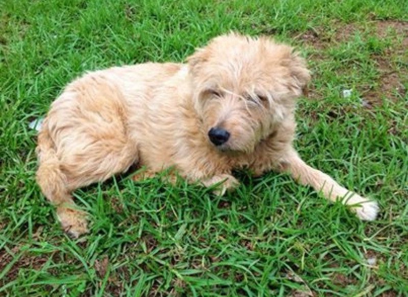 Busselton Vet Hospital senior pet dog named Ben Kelley Busselton Vet Hospital