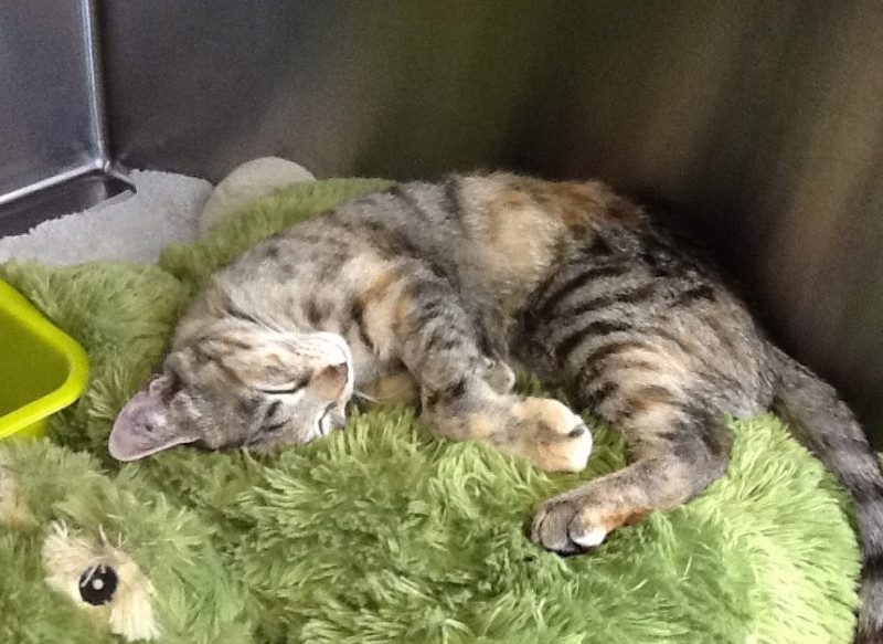 Busselton Vet Hospital with pet cat named Molly