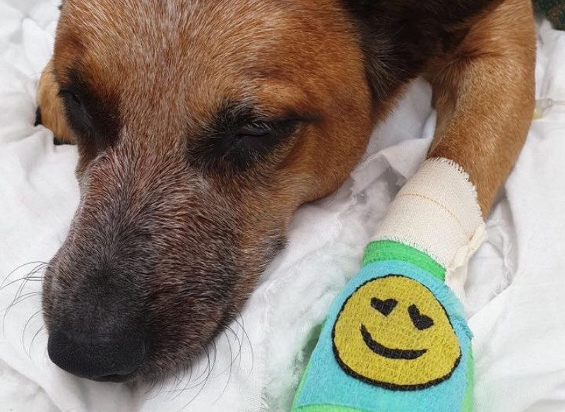 Busselton Vet Hospital with pet dog named Roxy