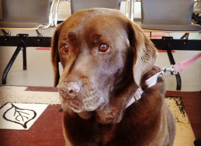 Busselton Vet Hospital with pet dog named Sherry