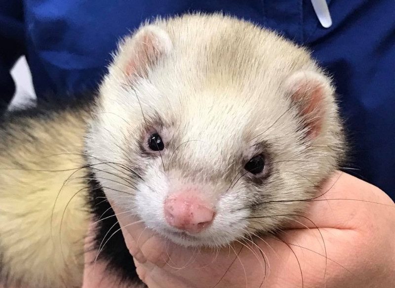 Busselton Vet Hospital with pet ferret