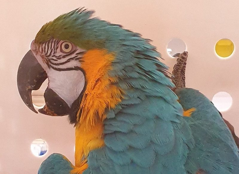 Busselton Vet Hospital with pet parrot
