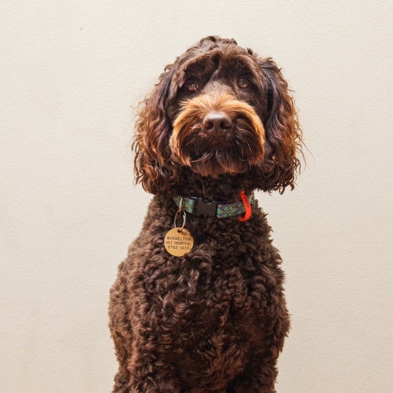 Pet dog Pippin Lucas