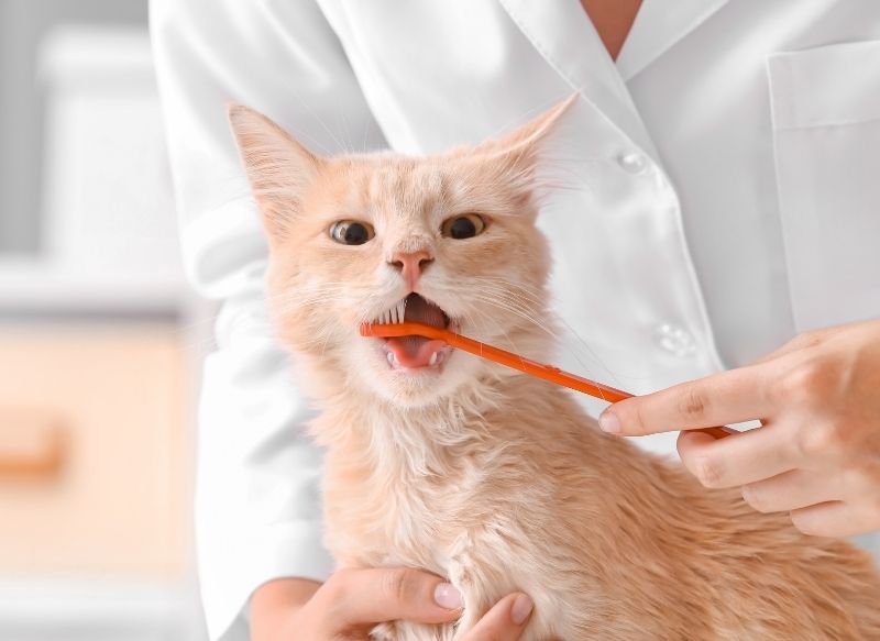 pet dental care