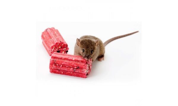 rat-bait-block-600x360