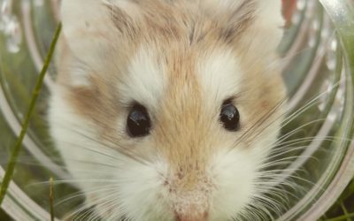 Your Vet Spring 2021