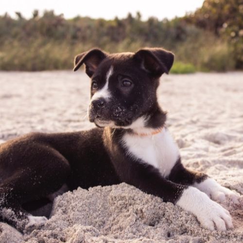 Busselton Vet Hospital - 16 week puppy Busselton Vet Hospital - 16 week puppy