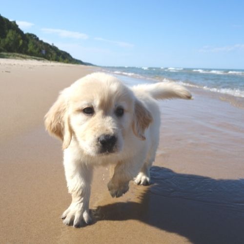 Busselton Vet Hospital - puppy packages puppy at beach