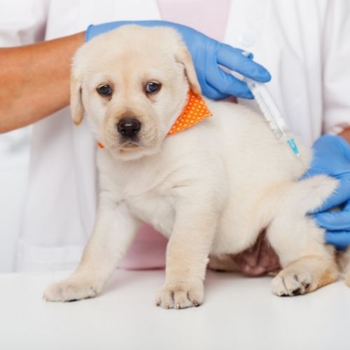 Busselton Vet - puppy vaccinations Busselton Vet - puppy vaccines