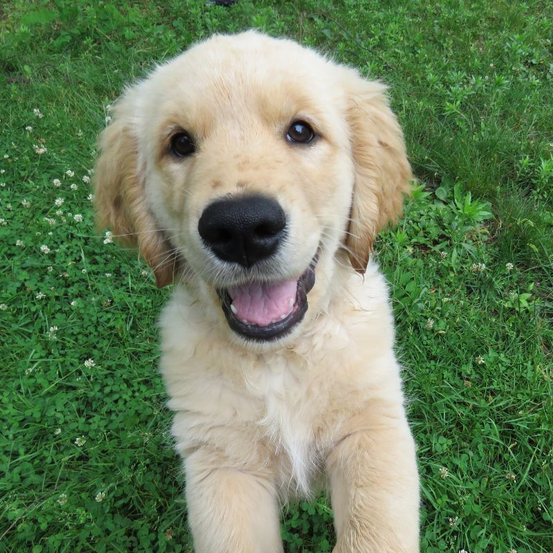 Puppy Dr. Richard Lucas